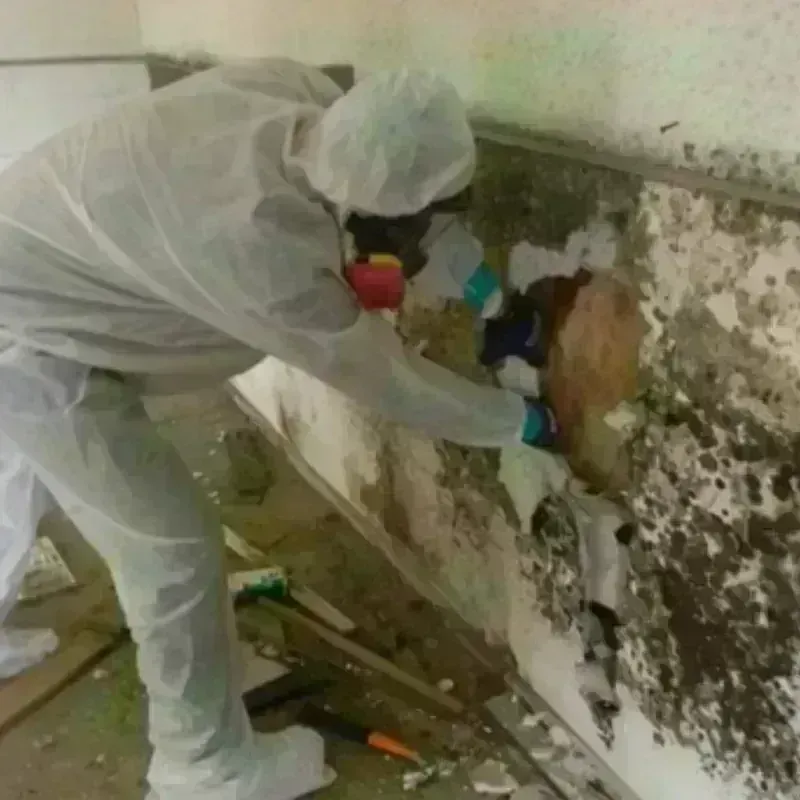 Mold Remediation and Removal in Sale Creek, TN